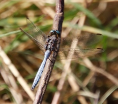 Orthetrum