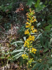 Solidago hispida