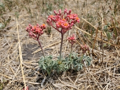 Jatropha cathartica