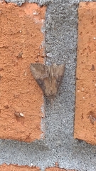 Hypena