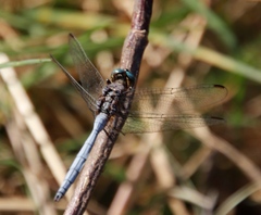 Orthetrum