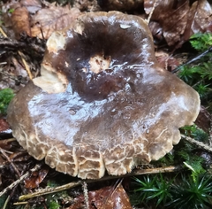 Lactarius picinus