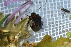 Cosmopepla lintneriana