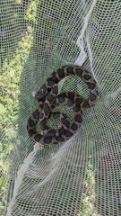 Lampropeltis triangulum