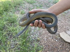 Masticophis bilineatus