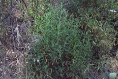 Cistus monspeliensis