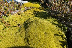 Bolax gummifera