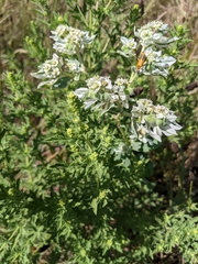 Euphorbia marginata
