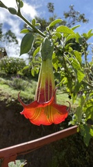 Brugmansia sanguinea
