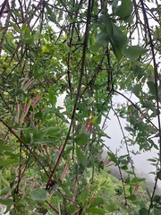 Agelanthus natalitius