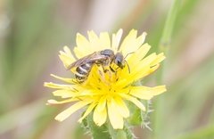 Halictus