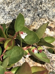 Gaultheria humifusa
