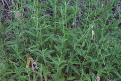 Cistus monspeliensis