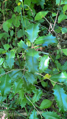 Ilex opaca