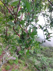 Agelanthus natalitius