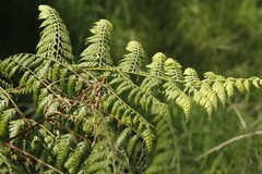 Polypodiopsida
