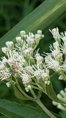 Synchlora aerata