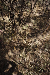 Achyranthes