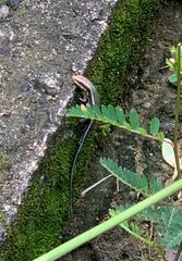 Eutropis