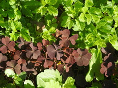 Oxalis stricta rufa