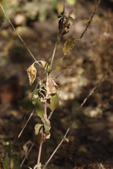 Achyranthes