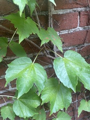 Parthenocissus tricuspidata