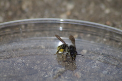 Megachilidae