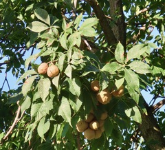 Aesculus glabra