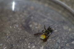 Megachilidae