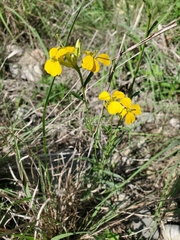 Erysimum
