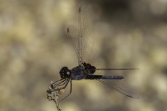 Celithemis martha