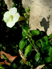 Acanthaceae