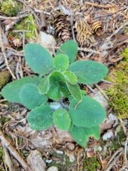 Hieracium murorum