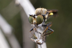 Eudioctria sackeni