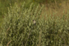 Emberiza schoeniclus