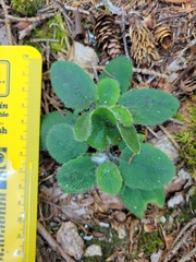Hieracium murorum
