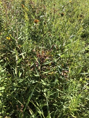 Helianthus pauciflorus
