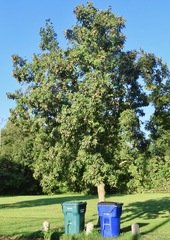 Aesculus glabra