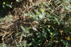 Argiope lobata