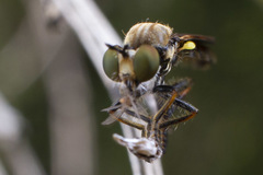 Eudioctria sackeni
