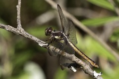 Libellula flavida