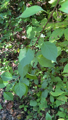 Celastrus orbiculatus