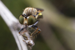 Eudioctria sackeni