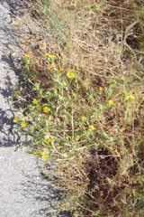 Scolymus
