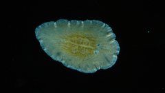 Platyhelminthes