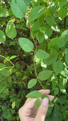 Lonicera japonica