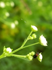 Luperomorpha nigripennis