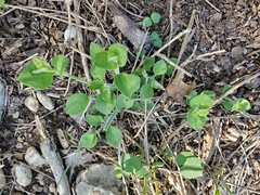 Carlowrightia torreyana