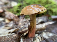 Boletus subvelutipes