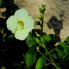 Acanthaceae
